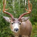 Blacktail LT Full sneak Blacktail LT Full sneak